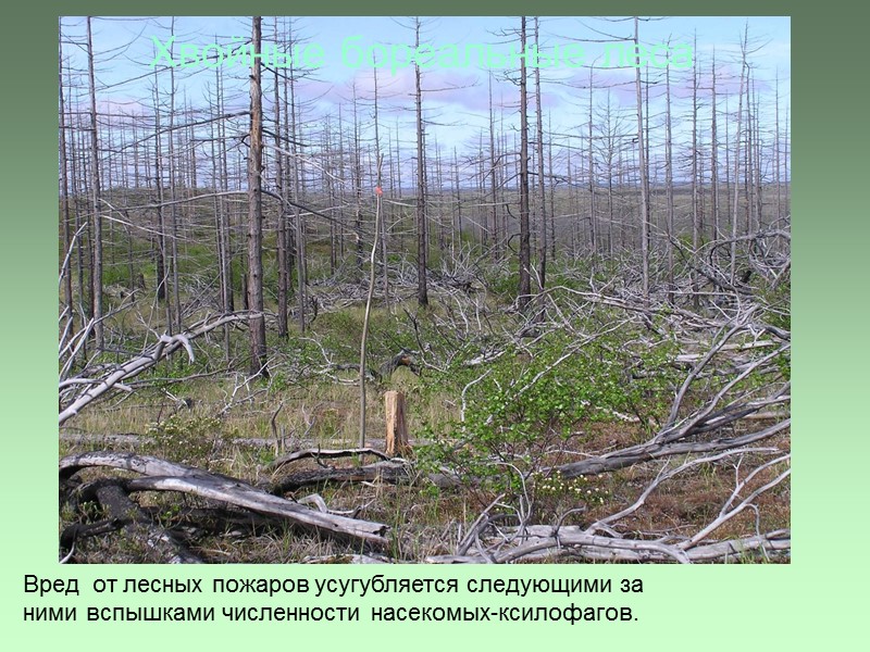 Хвойные бореальные леса Вред  от лесных пожаров усугубляется следующими за ними вспышками численности